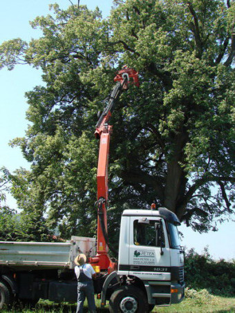 Spominsko lipo oživljajo